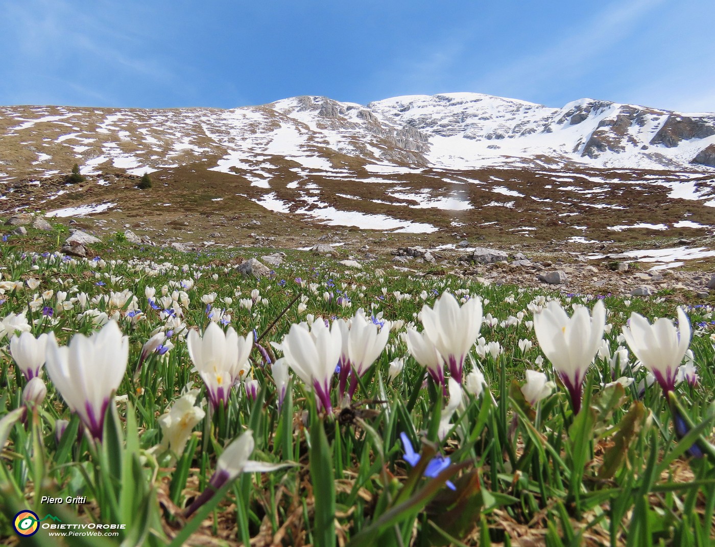 04 Crocus vernus (Zafferano maggiore) e Scilla bifolia (Scilla silvestre) con vista in Arera.JPG